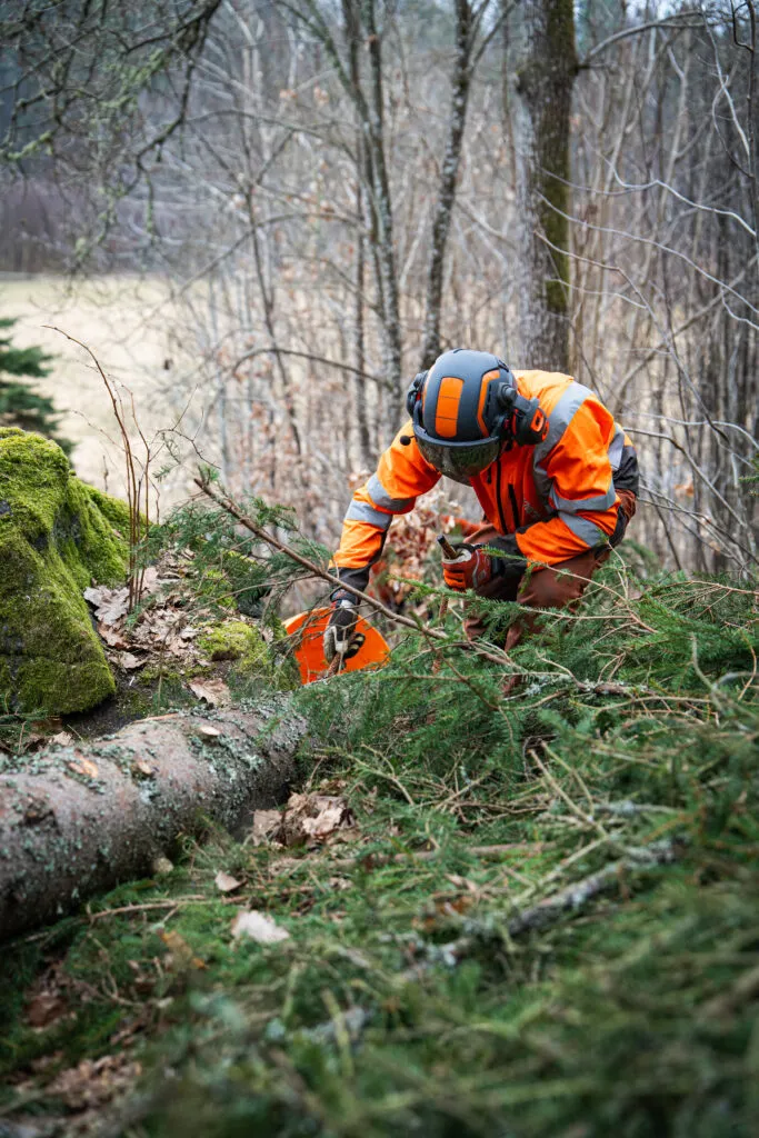 Trädfällning projekt