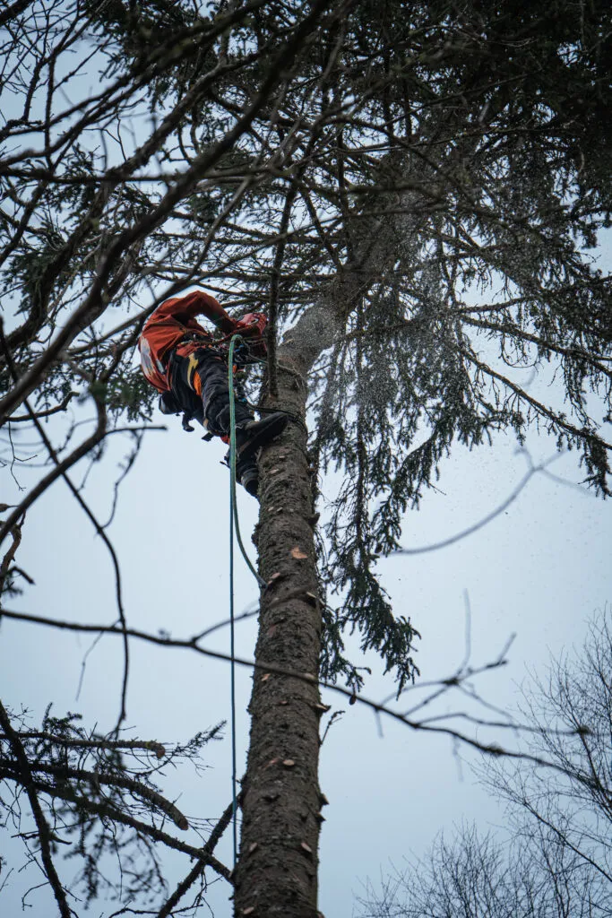 Trädfällning projekt