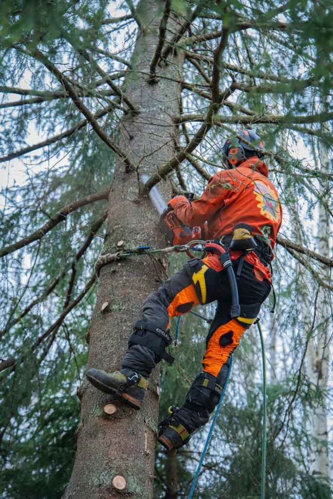 Trädfällning projekt