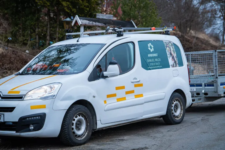 Trädfällning projekt