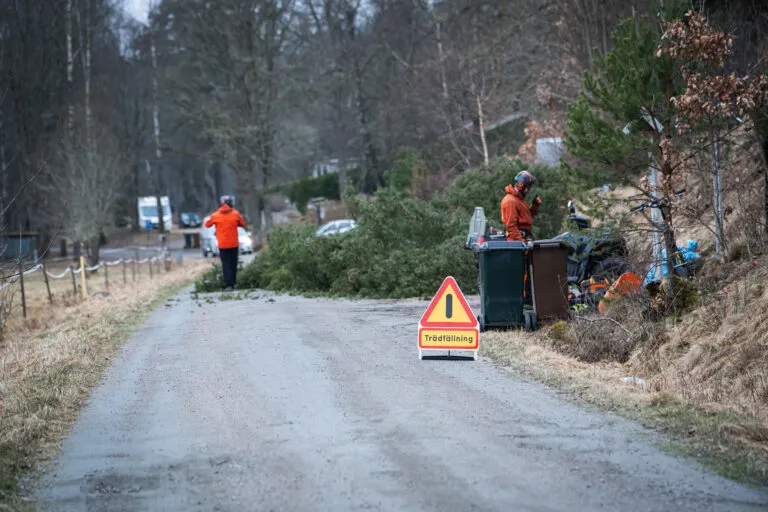 Trädfällning projekt