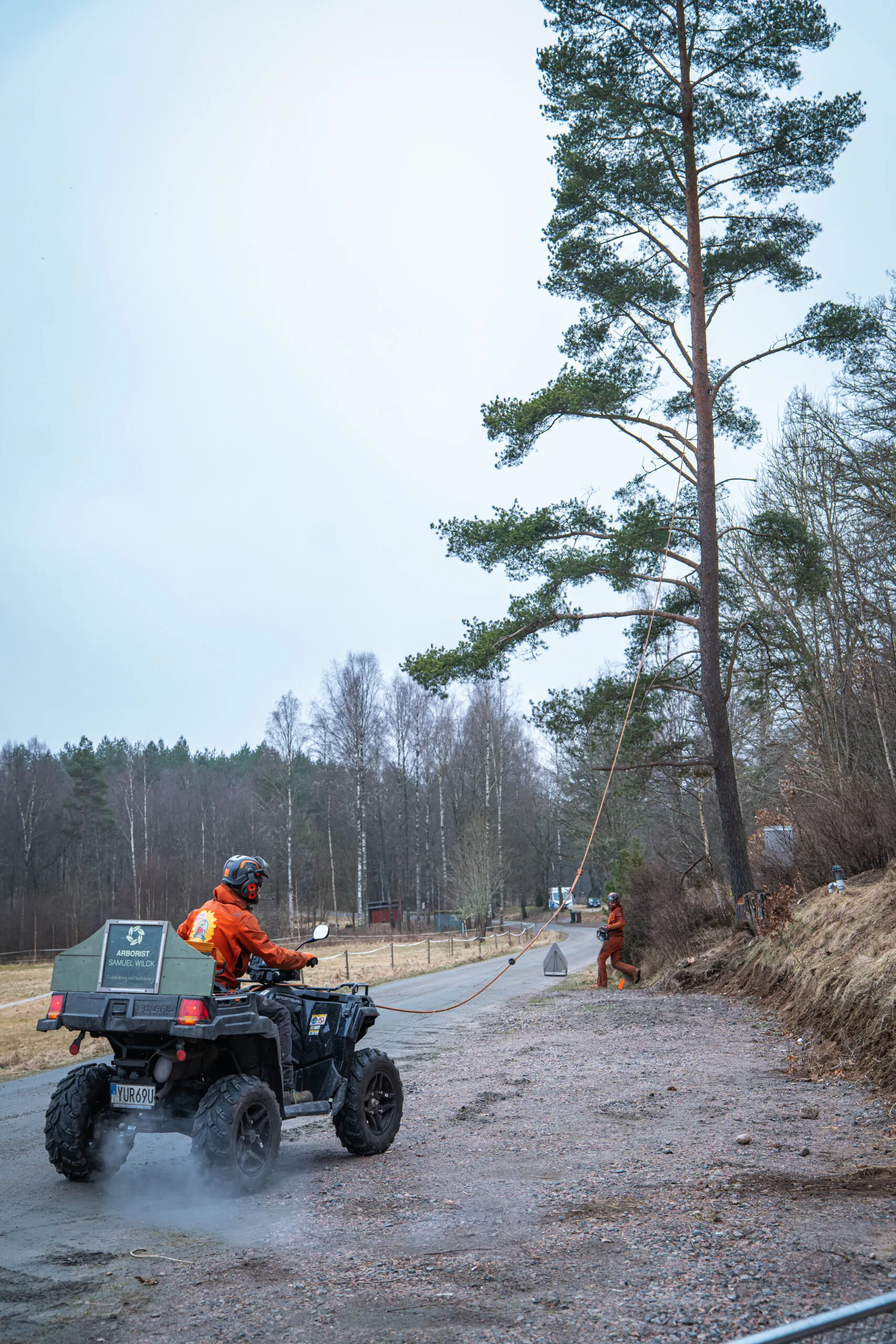 Trädfällning projekt