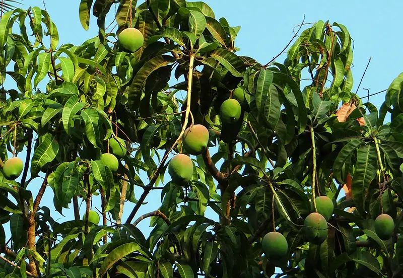 Mangoträd plantering